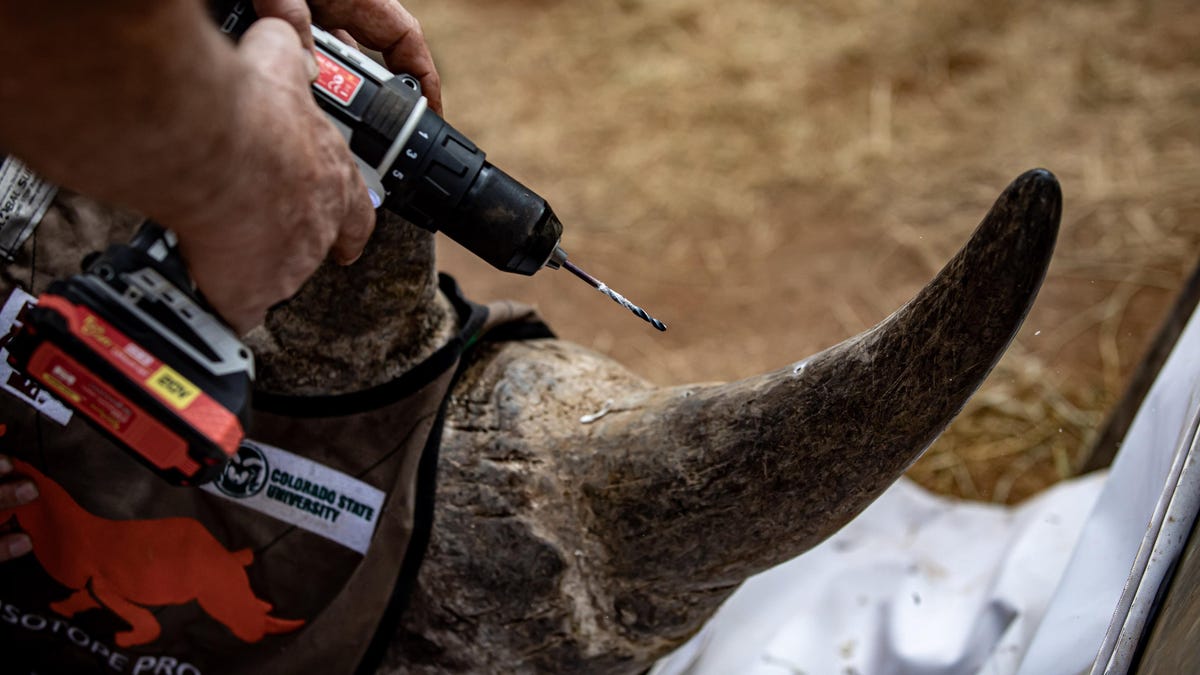 Radioactive Rhino Horns: A Novel Approach to Curb Poaching